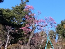 IMG_2025-02-25-16-00-27-578[1]