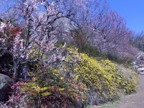 IMG_2025-03-07-12-05-08-636[1]