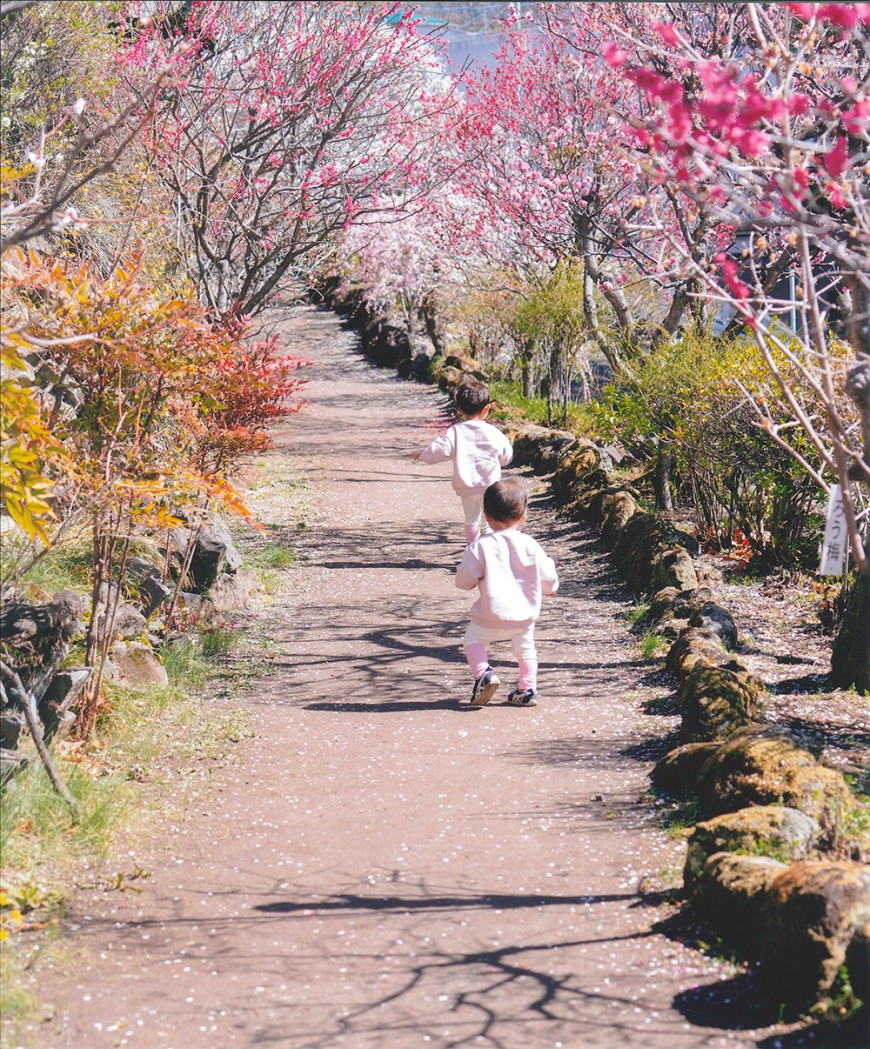 不老園 梅 観光地 山梨 フォトコンテスト 結果