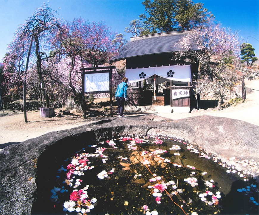 不老園 梅 観光地 山梨 フォトコンテスト 結果