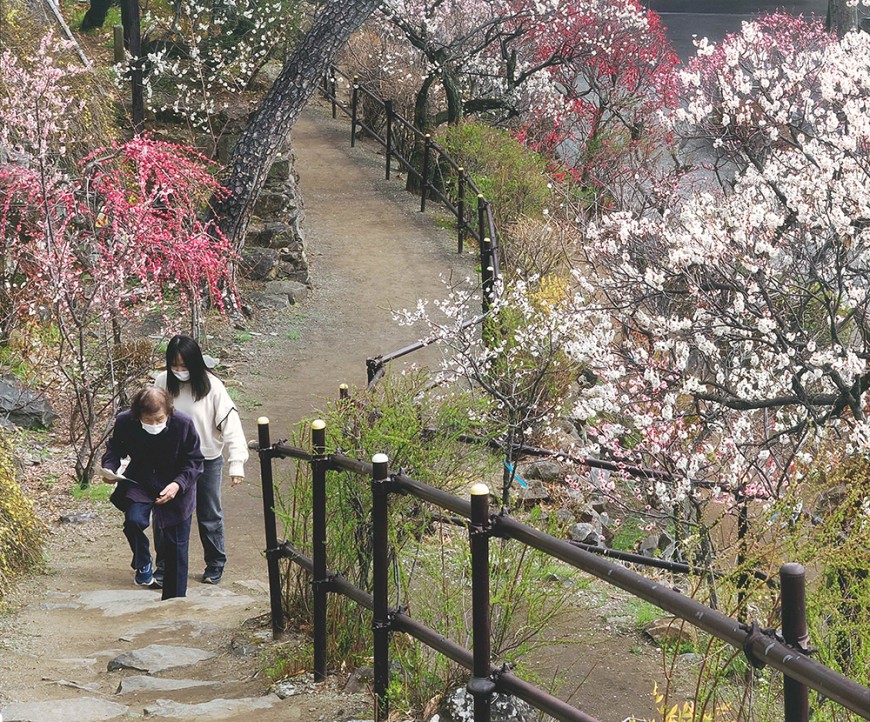 不老園 梅 観光地 山梨 フォトコンテスト 結果