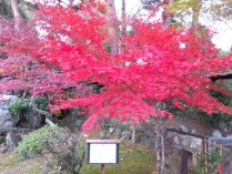 IMG_2025-11-25-10-20-36-323[1]