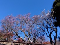 「寒紅梅」の開花が進んでいます。